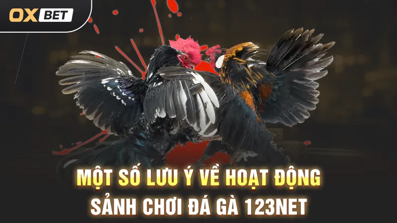 Theo dõi đá gà 123 Net trực tiếp tại OXBET