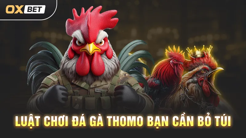 Đá gà Thomo uy tín, ưu điểm tại OXBET