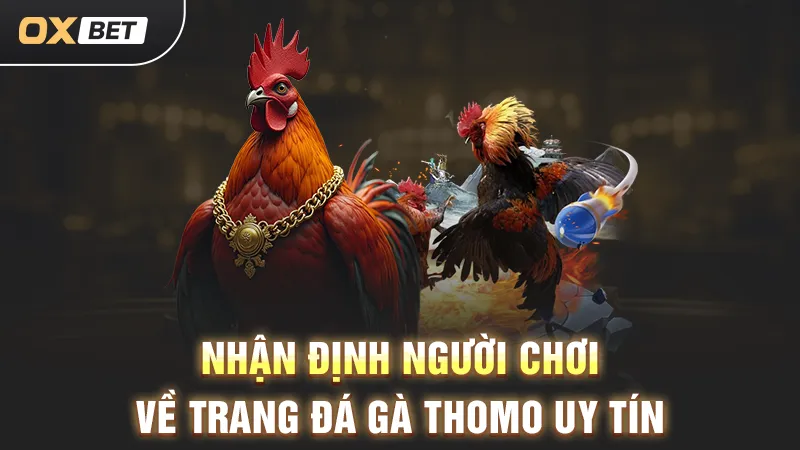 Đá gà Thomo uy tín tại OXBET, ưu điểm tuyệt vời