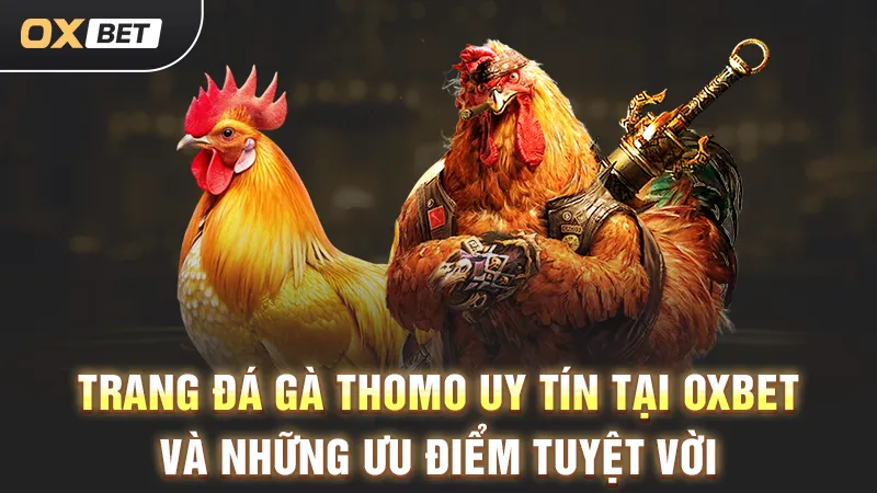 Trang đá gà Thomo uy tín tại OXBET