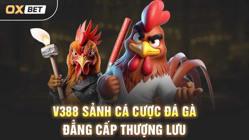 Tham gia đá gà V388, dự thưởng tại OXBET