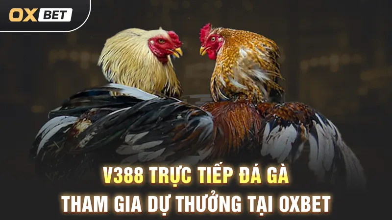 V388 trực tiếp đá gà, tham gia dự thưởng tại OXBET
